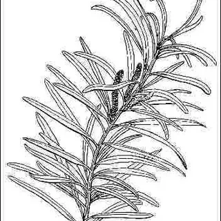 thumbnail for publication: Podocarpus macrophyllus: Podocarpus
